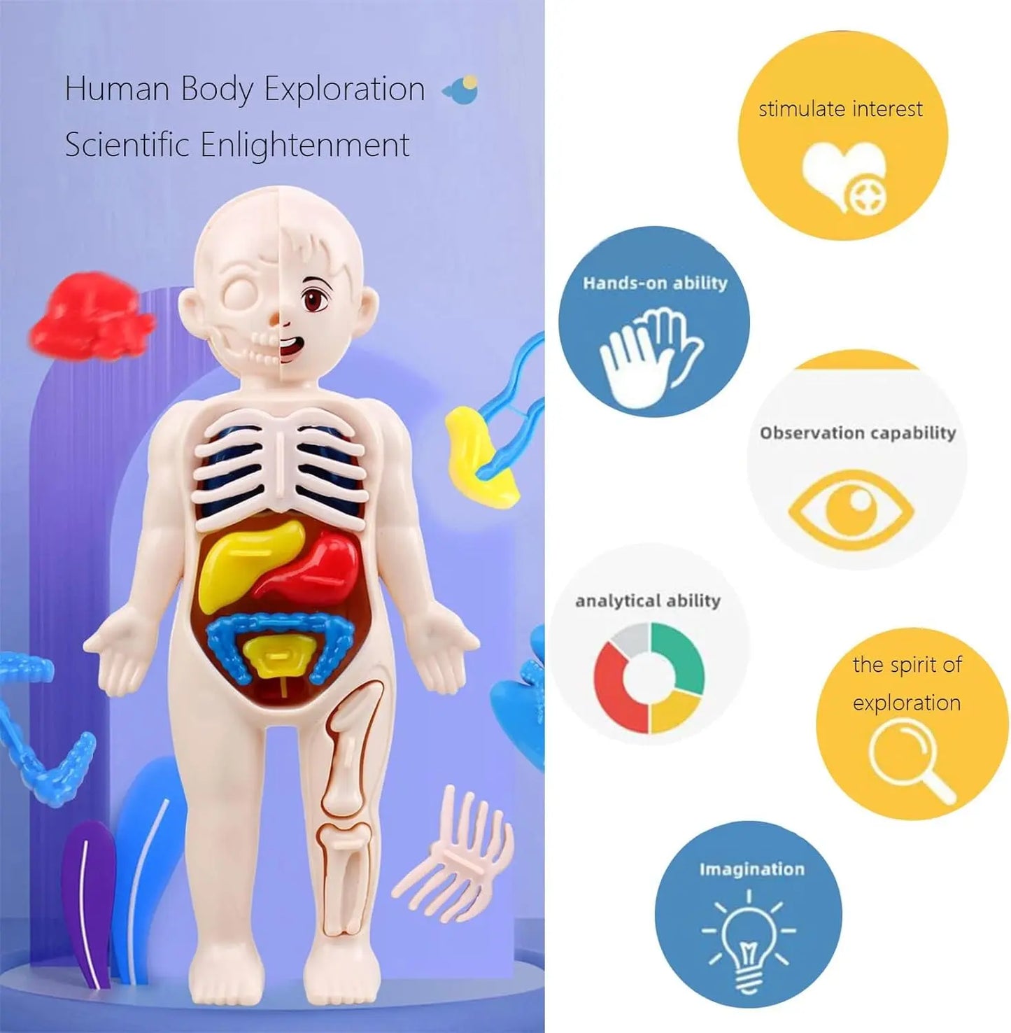 Human Body Model for Kids - Toynix