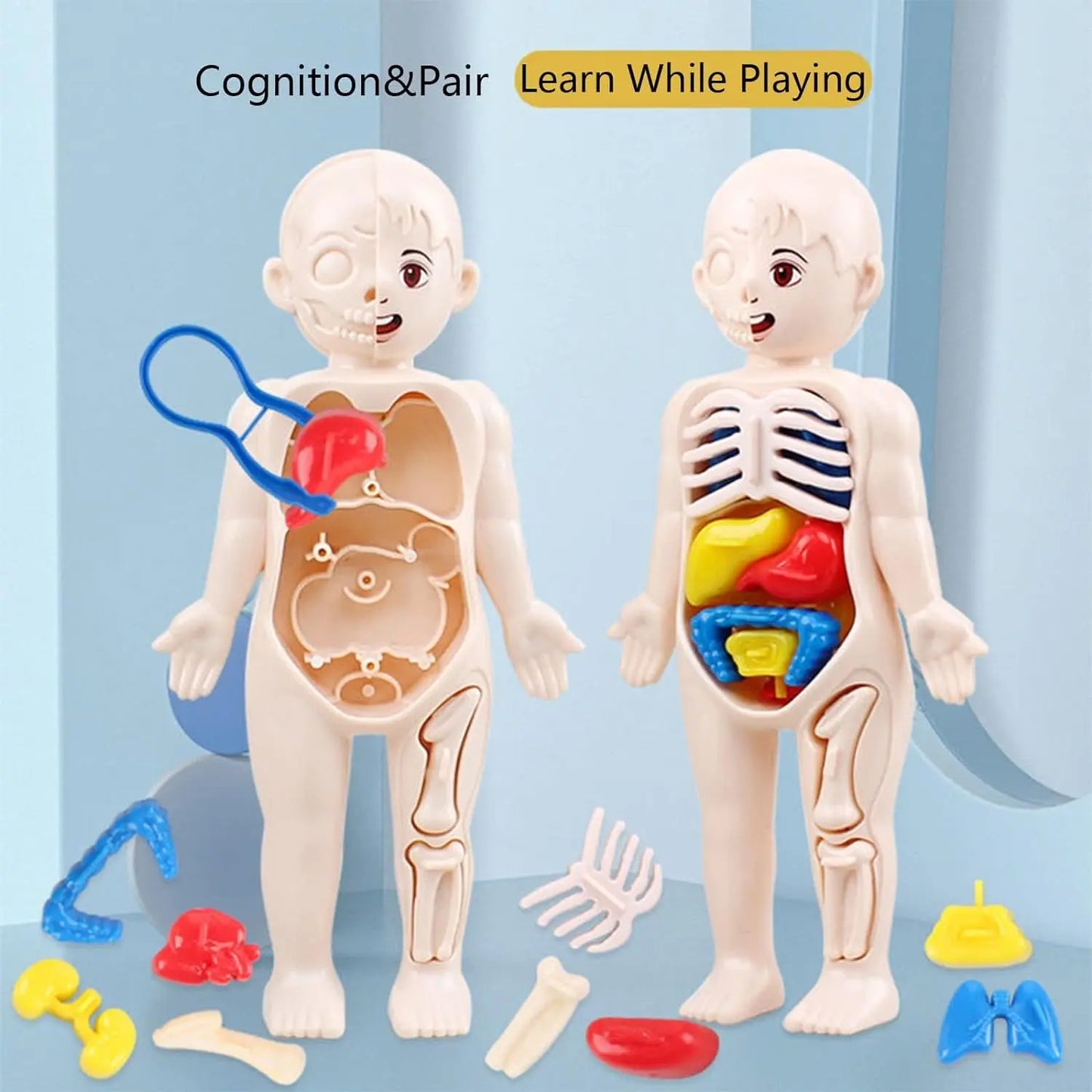 Human Body Model for Kids - Toynix