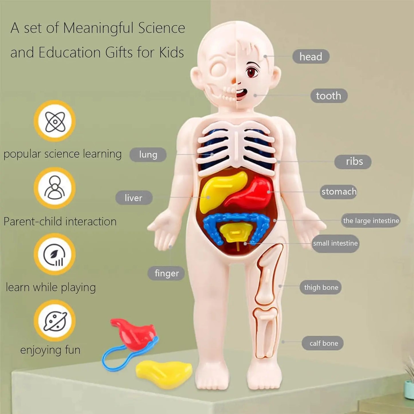 Human Body Model for Kids - Toynix