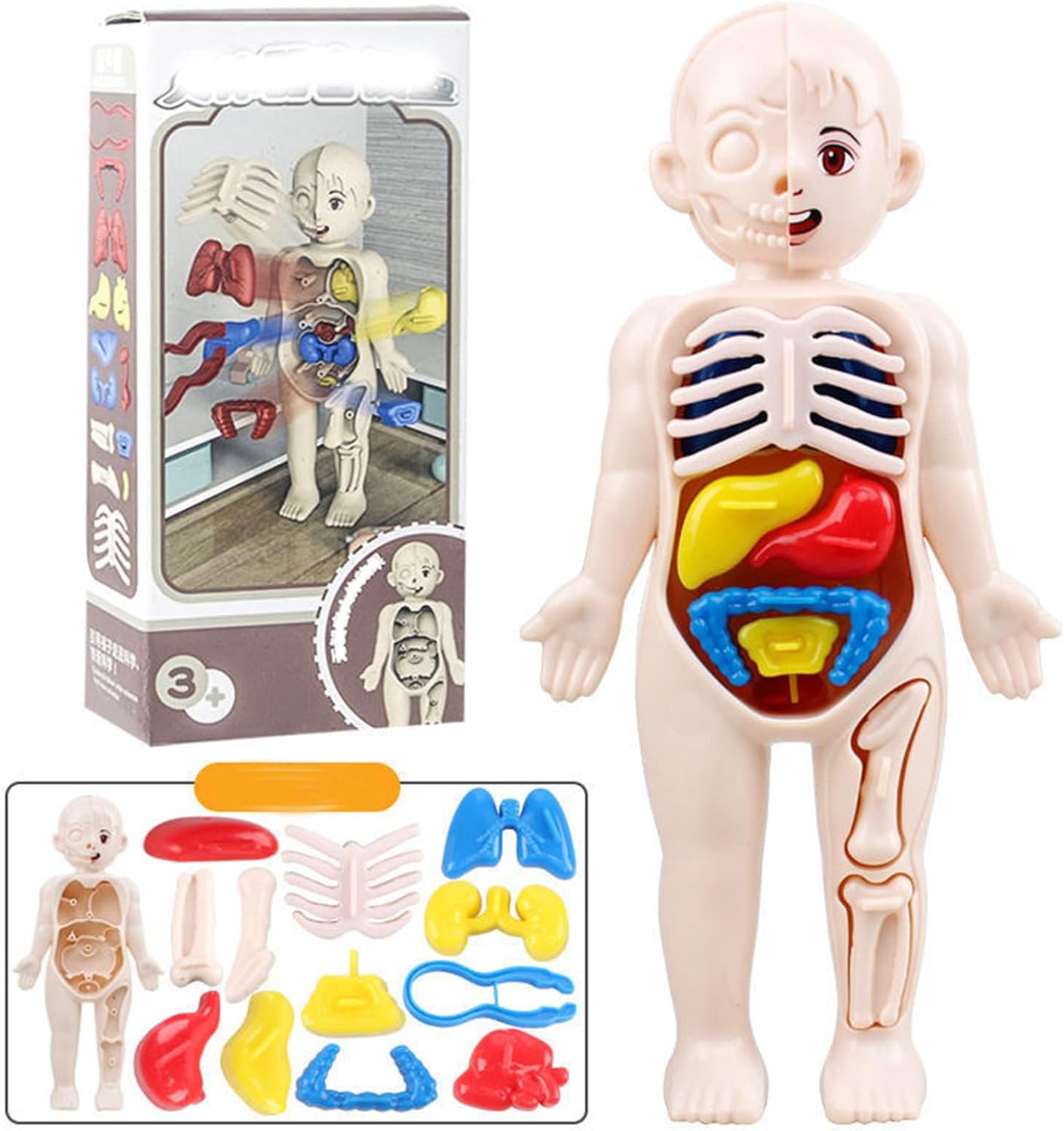 Human Body Model for Kids Toynix