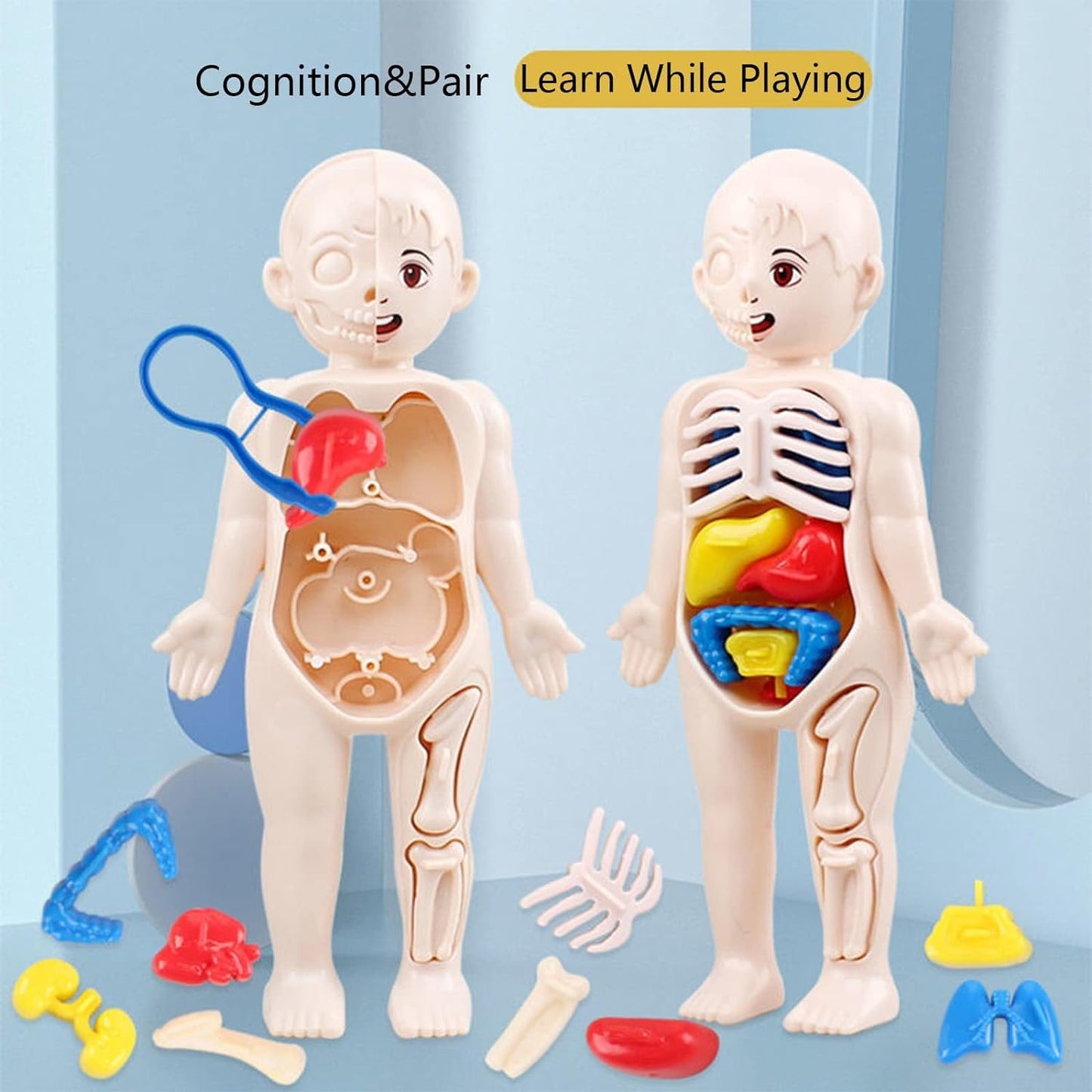 Human Body Model for Kids Toynix