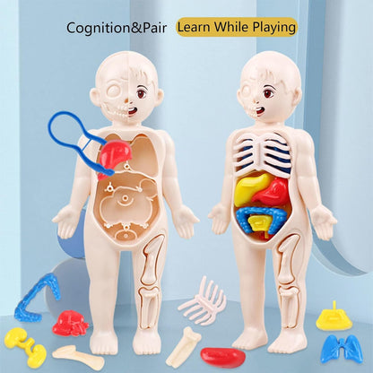 Human Body Model for Kids Toynix