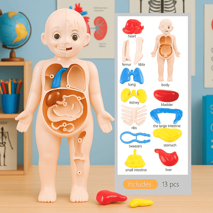 Human Body Model for Kids - Toynix